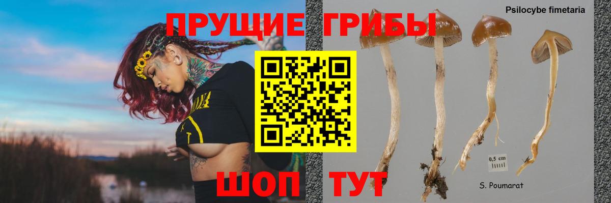 цена   Вход с VPN  Ачхой-Мартан  Псилоцибиновые грибы GOLDEN TEACHER 